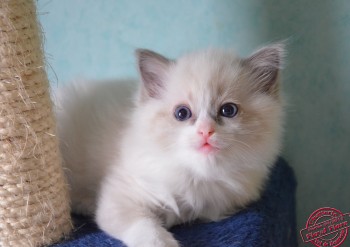 femelle ragdoll blue bicolour - 5 semaines - Chatterie Ragdolls du Val de Beauvoir